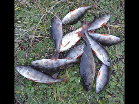 Видео: Рыбалка.. Ловля на боковой кивок окуня.