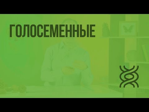 Видео: Голосеменные. Видеоурок по биологии 5 класс