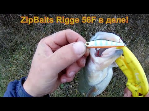 Видео: Ловля ЖЕРЕХА на ZipBaits Rigge 56F.