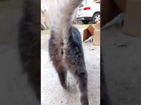 Видео:  Прогулка во дворе 7 часть.(безимянный) 