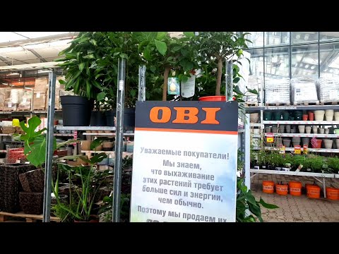 Видео: 🌿ОБИ🌹УЦЕНКА КОМНАТНЫХ ЦВЕТОВ🪴🌵