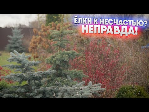 Видео: Ёлки к несчастью? Неправда!