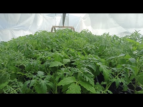Видео: Рассада томатов 30 апреля 2025г
