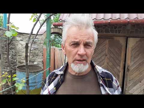 Видео: Виноград на Волині. Щеплення винограду