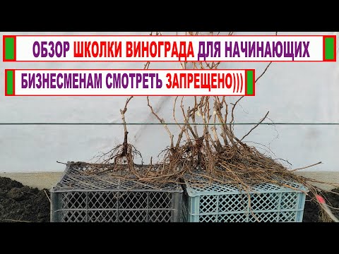 Видео: 🍇 Как вырастить  САЖЕНЦЫ ВИНОГРАДА в ШКОЛКЕ. Обзор от укоренения черенка до ПОЛНОЦЕННОГО саженца.