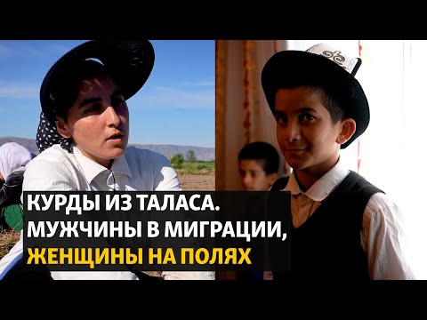 Видео: «Тружусь, чтобы дочери не работали на поле». Как курды в Таласской области борются за будущее детей