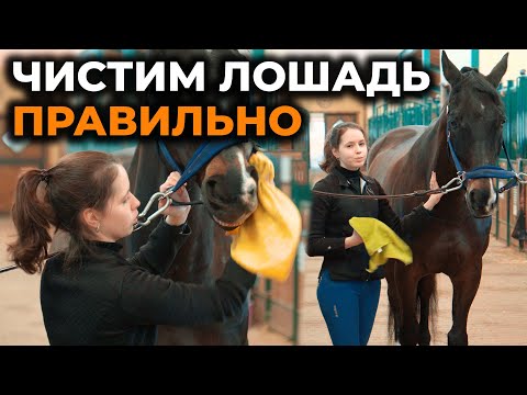 Видео: Как правильно чистить лошадь / Инструкция для начинающих