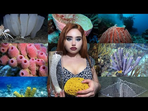 Видео: Организмы, не имеющие индивидуальности | Тип Porifera (Губки)