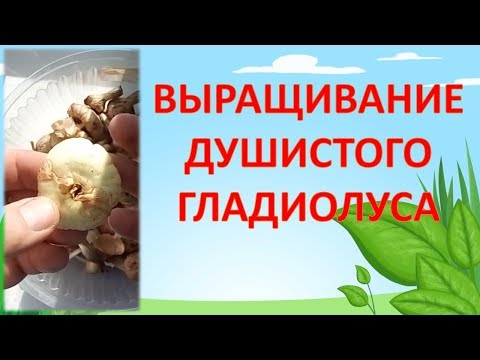 Видео: КАК ВЫРАЩИВАТЬ ДУШИСТЫЙ ГЛАДИОЛУС - АЦИДАНТЕРУ. Цветоводство в саду.