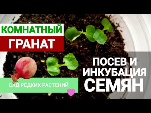 Видео: Комнатный гранат  Посев и инкубация семян