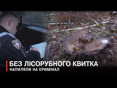 Видео: «Чорна» вирубка на Ківерцівщині: репортаж із місця різанини