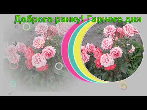 Видео: Доброго ранку! Гарного дня