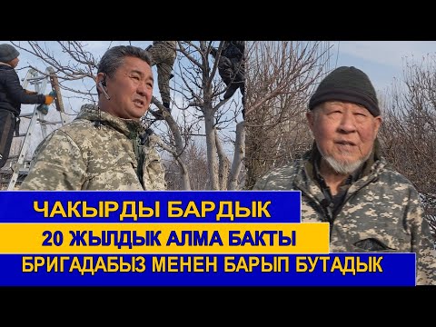 Видео: ЧОҢ 20 ЖЫЛДЫК  АЛМА  БАКТАРДЫ БУТАП ЖАТАБЫЗ