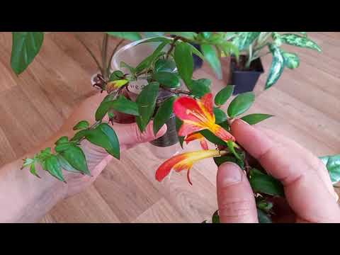 Видео: Новинки октября. Что купила новенького. Алоказии, хойи, аглоанемы #🌴🌴🌴комнатные растения ☘️☘️
