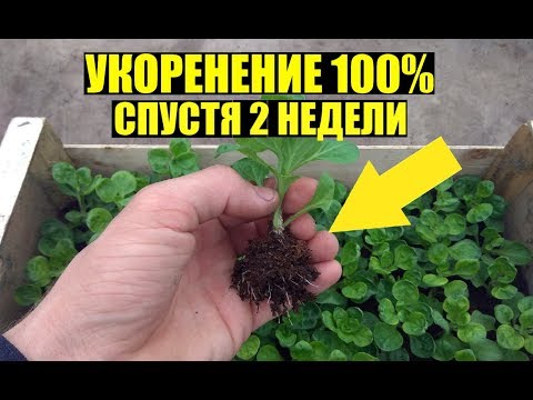 Видео: Черенкование ампельной петунии