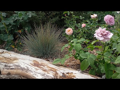 Видео: Безпроблемні багаторічні рослини - 1 частина🌸🌾Пересадки та експерименти😉🇺🇦