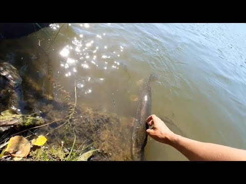 Видео: Ловля щуки на ПОПЛАВОЧНУЮ УДОЧКУ!   КРУПНЫЕ Судак, Щука, Карась, Окунь, Карп, ВСЕ за СУТКИ!  р.Ишим.