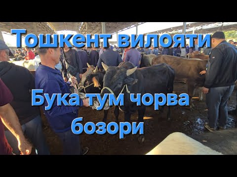 Видео: Букалар катори тошкент вилояти Бука тум 14.09.2025