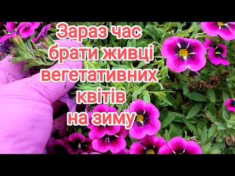 Видео: Розпочинаю літнє живцювання квітів, щоб зберегти рослини взимку.