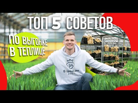 Видео: Тюльпаны к 8 марта. ТОП-5 советов по выгонке тюльпана.