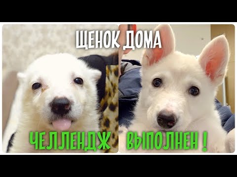 Видео: Щенок пролетел 3500км к любящей семье! Челлендж выполнен.❤️