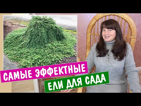 Видео: 10 самых ЭФФЕКТНЫХ ЕЛЕЙ для сада! + зимостойкие и неприхотливые!
