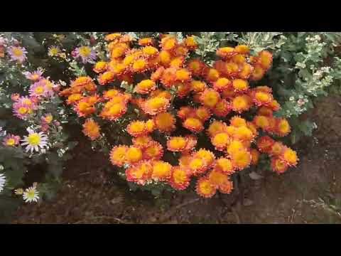 Видео: 13 октября 2022 г.