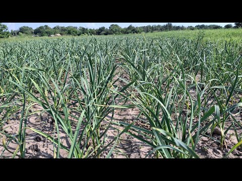 Видео: Виломка стрілки на часнику. Піджівлення, захист, гербіциди.. чим ще можно працювати..