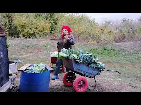 Видео: Убрали капусту и кормовую свёклу