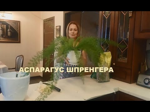 Видео: АСПАРАГУС ШПРЕНГЕРА/ УХОД, ПЕРЕСАДКА