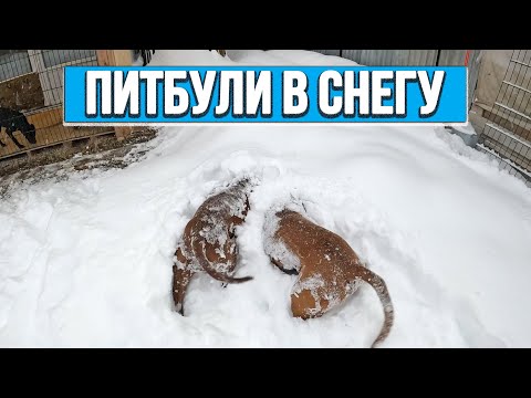 Видео: НАВАЛИЛО СНЕГА ! Питбули под снегом. Вытаскиваем мою машину всем хутором. Зимние игры с питбулями.