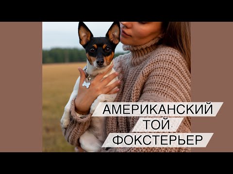 Видео: Той-фокстерьер. Идеальная собака.