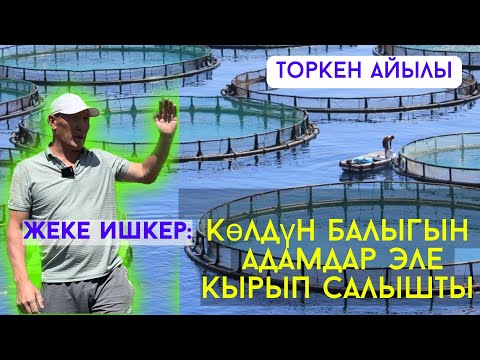 Видео: Жеке ишкер:  Көлдүн балыгын адамдар эле кырып коюшту