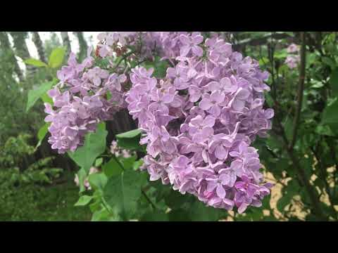 Видео: Самые красивые кустарники для сада. часть 2