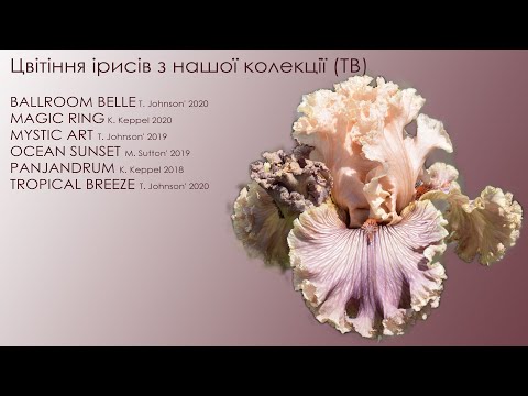 Видео: Цвітіння ірисів із нашої колекції (TB) 2023, ч. 1