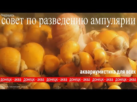 Видео: ампулярия улитка, Pomacea bridgesii, ВСЕ ЧТО НУЖНО ЗНАТЬ ПРО УЛИТОК