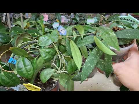 Видео: Обзор хой 1 часть 18.11.25