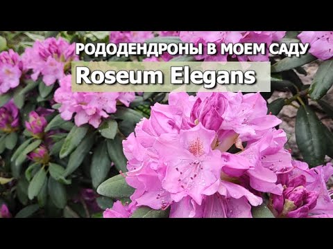 Видео: РОДОДЕНДРОНЫ В МОЕМ САДУ: УХОД ВЕСНОЙ | Рододендрон Roseum Elegans