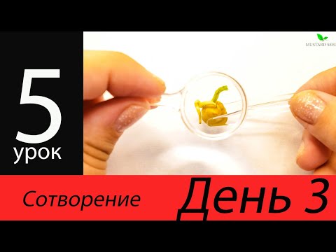 Видео: Сотворение мира - День 3 - Библейские поделки