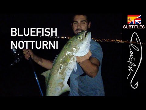 Видео: Хищная рыба на Surfcasting: зиплайн против кусочка кефали!