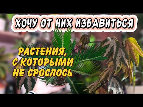 Видео: Хочу от них избавиться: 6 редких растений, о которых когда-то мечтал
