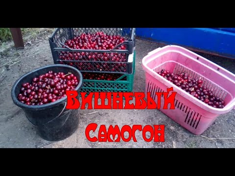 Видео: Вишневый самогон.