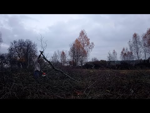 Видео: Купить хутор в Беларуси легко, расчистка гектара завершена)