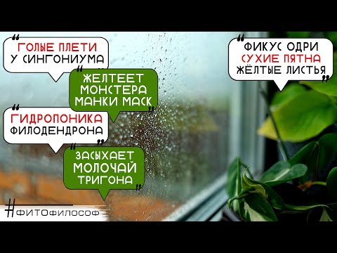 Видео: ЧТО ДЕЛАТЬ?😵Желтеет Монстера МАНКИ и ЗАМИК, засох МОЛОЧАЙ, сухие пятна и желтизна на фикусе ОДРИ