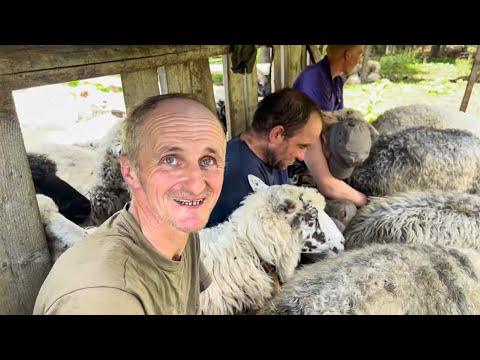 Видео: Де бере початок Тиса: Цікаве життя вівчарів у самому серці Карпат. Перевал Околи на Рахівщині