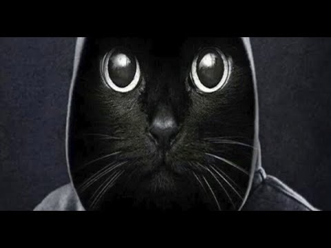 Видео: возвращение