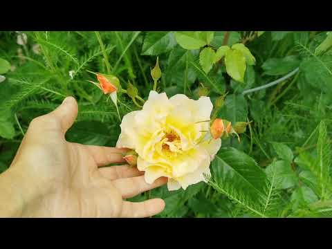 Видео: Фарфоровый сад. Такое бывает? Прогулка по розовым комнатам