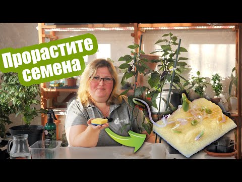 Видео: 2 лучших способа проращивания семян!