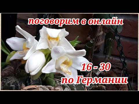 Видео: Орхидеи ХИЗИС.  Как я Выращиваю эти Орхидеи. Уход, полив, защита от клещей.