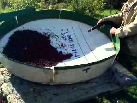 Видео: Очистка ягод спутниковой антенной ТРИКОЛОР. И помните, просмотр ТВ  разжижает ваш мозг!